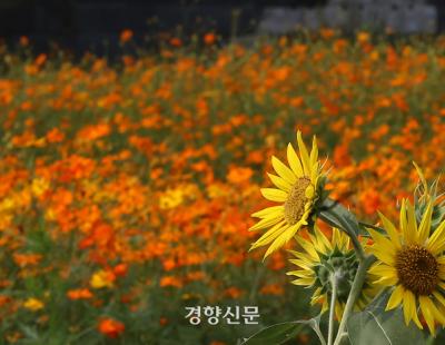 [정동길 옆 사진관] 서울 첫 ‘9월 폭염경보’…늦더위처럼 황화 코스모스 시샘하는 해바라기