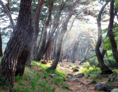 경주 삼릉숲길, 오대산 소금강길 등 가을철 걷기 좋은 국립공원 길 선정