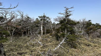 ‘크리스마스 트리 원조’ 한라산 구상나무, 100년간 절반 사라졌다