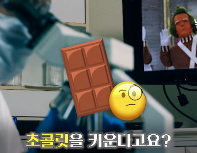 멸종 위기 ‘카카오 구하기’...실험실 초콜릿이 해법?