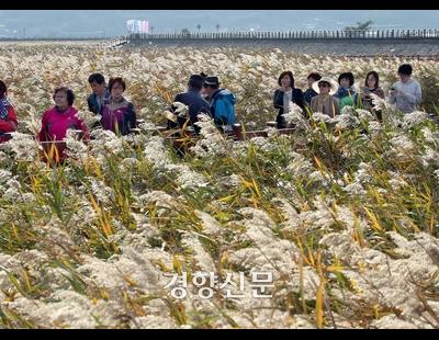 남해안 ‘드넓은 갈대밭’에 가을이 왔다…강진만·순천만 ‘황금빛 축제’